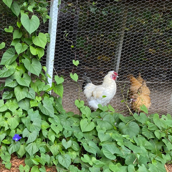 Meet your Posher, Elizabeth - Picture 1 of 1